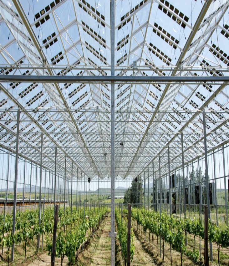 Interior of an agrivoltaic greenhouse with semi-transparent solar panels on the roof and crop rows below