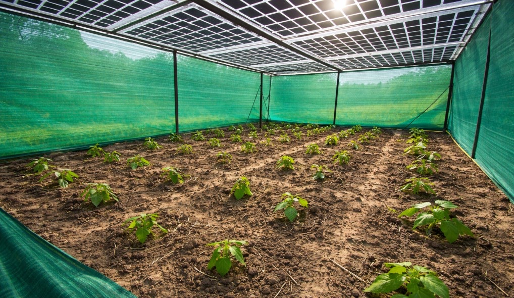 Semi-transparent solar roof over young crops in a mesh-sided growing structure